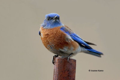 Western Bluebird