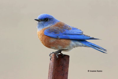 Western Bluebird