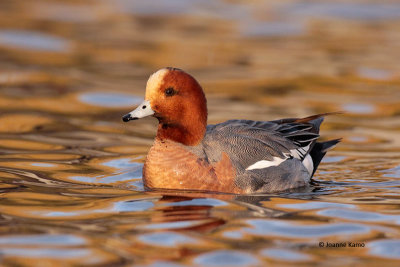 Eurasian Wigeon