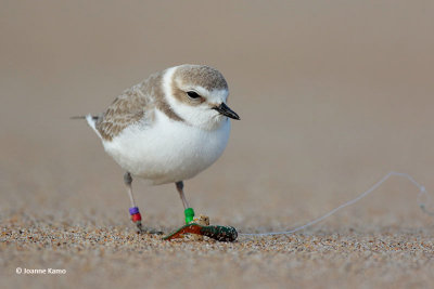 Snowy Plover and Monofilament Line, Lure