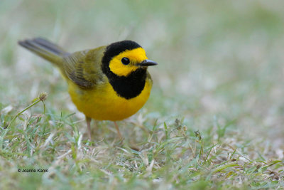 Hooded Warbler