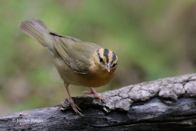 Worm-eating Warbler