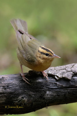Worm-eating Warbler