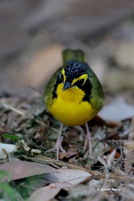 Kentucky Warbler