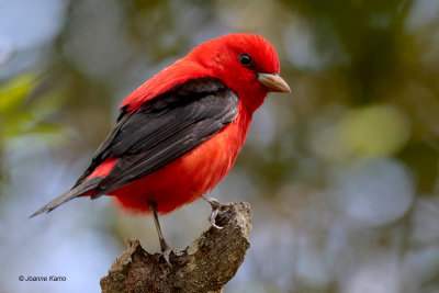 Scarlet Tanager