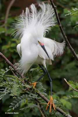 Snowy Egret