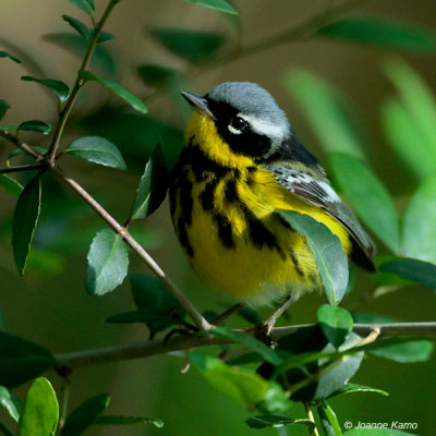 Magnolia Warbler
