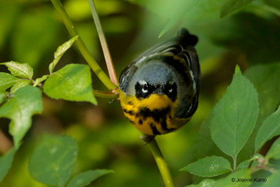 Magnolia Warbler