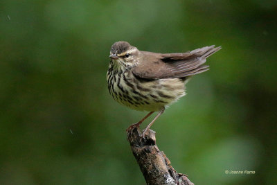 Northern Waterthrush