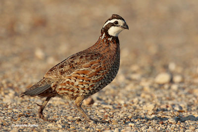 Northern Bobwhite