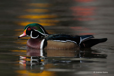 Wood Duck