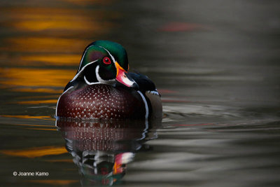 Wood Duck