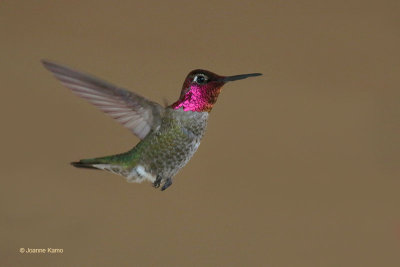 Anna's Hummingbird