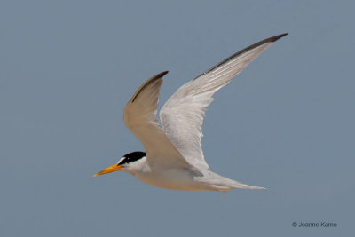 Least Tern