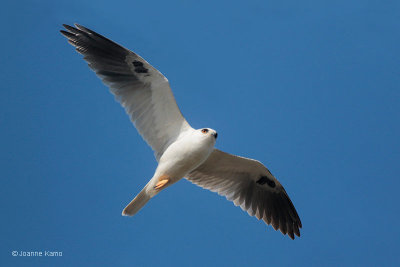 White-tailed Kite