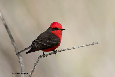 Vermillion Flycatcher