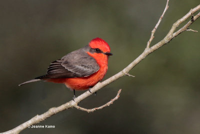 Vermillion Flycatcher