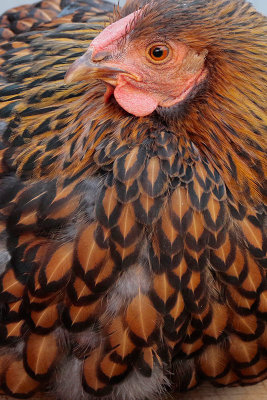 Golden-laced Wyandotte