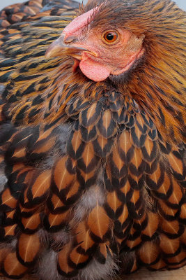  Golden-laced Wyandotte