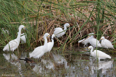 Snowy Egrets Fishing the Wetlands