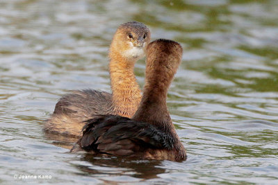 Pied-billed Grebes Attraction