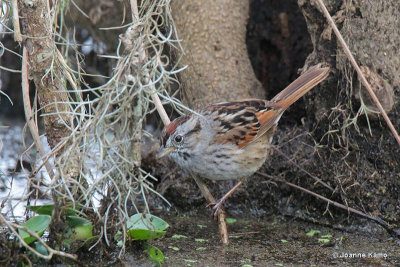 Swamp Sparrow