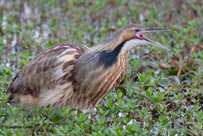 American Bittern Calling