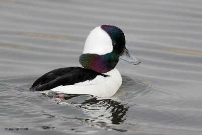 Bufflehead