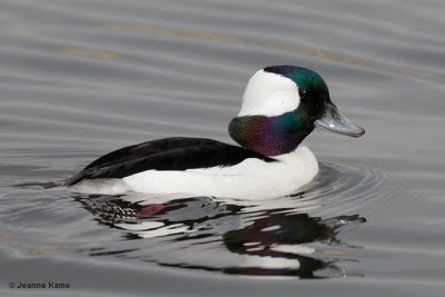 Bufflehead