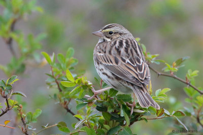 Savannah Sparrow