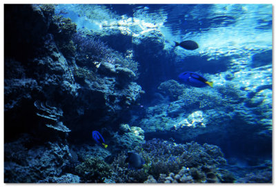 Okinawa Churaumi Aquarium - 沖繩美之海水族館