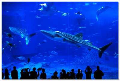 Okinawa Churaumi Aquarium - 沖繩美之海水族館