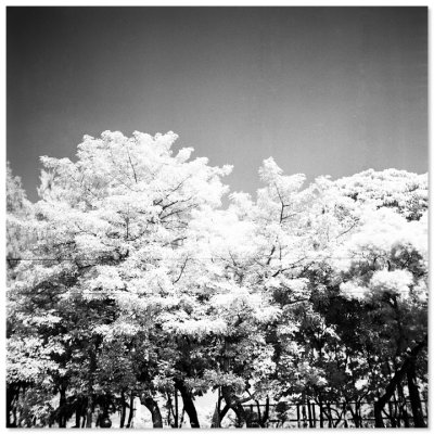 Victoria Park - 維多利亞公園