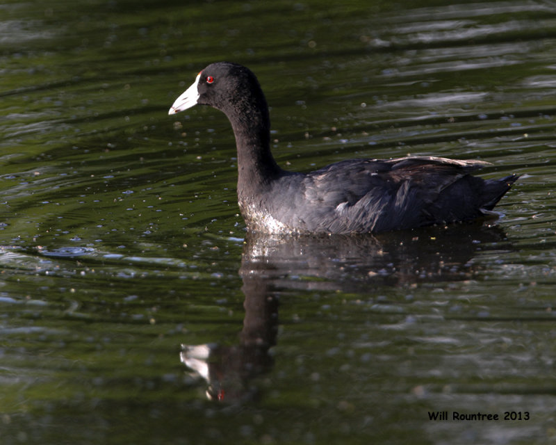 _MG_0054_Coot.jpg