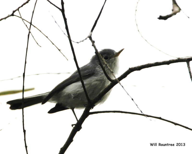 _MG_3602_BluegreyGnatcatcher.jpg