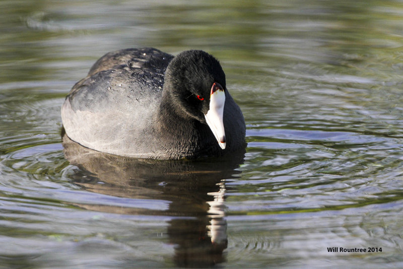 IMG_2980_coot.jpg