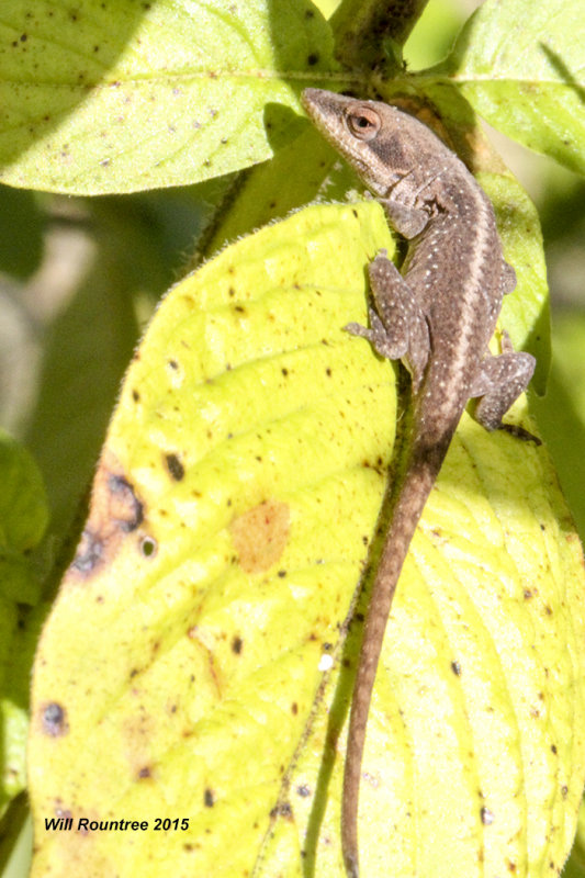 IMG_8276_Anole.jpg