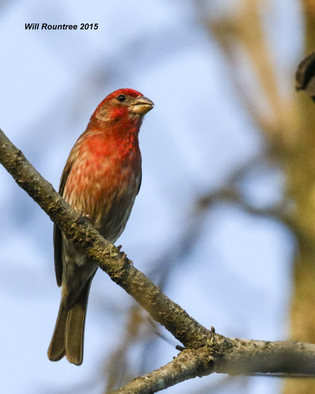 5F1A6752_HouseFinch.jpg