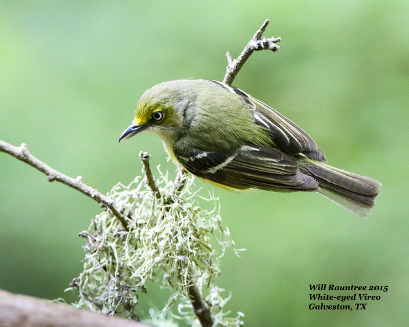 5F1A8847_WhiteeyeVireo.jpg