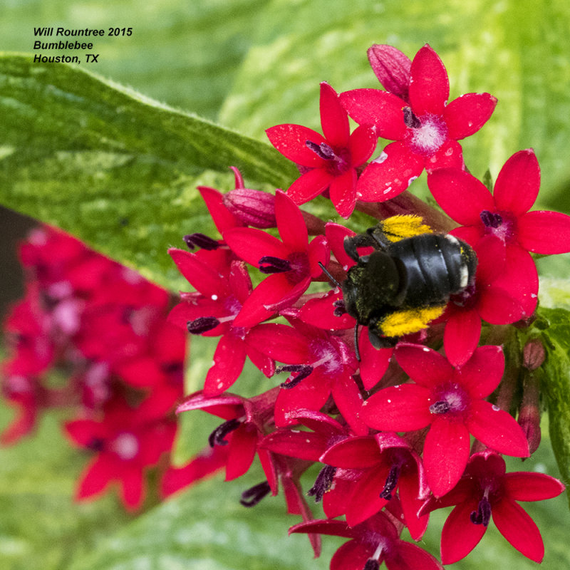 5F1A3283_Bumblebee.jpg