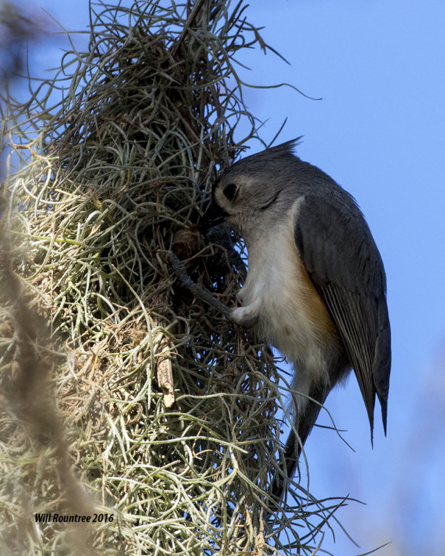 5F1A1143_Tufted Titmouse.jpg