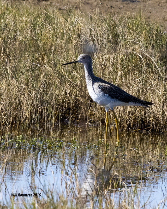 5F1A1509_Lesser Yellowlegs.jpg