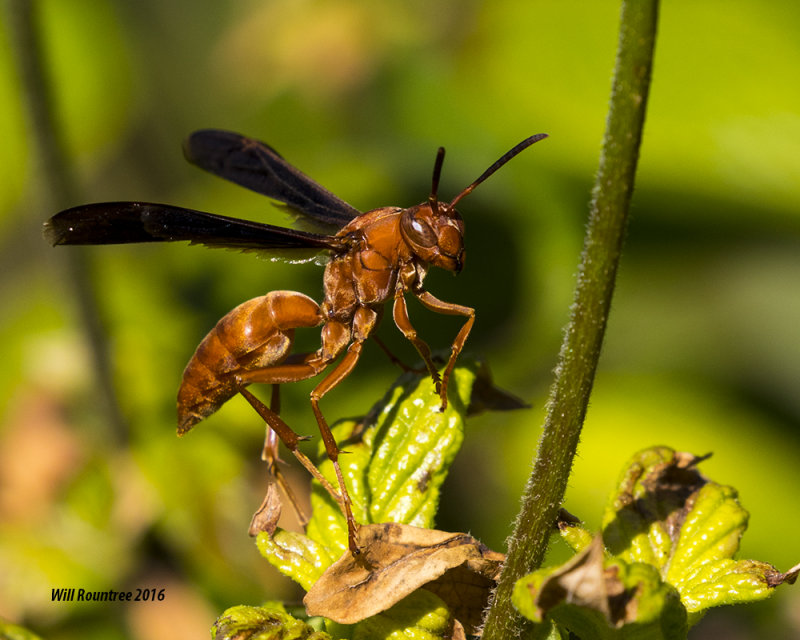 5F1A1617_Red Wasp.jpg