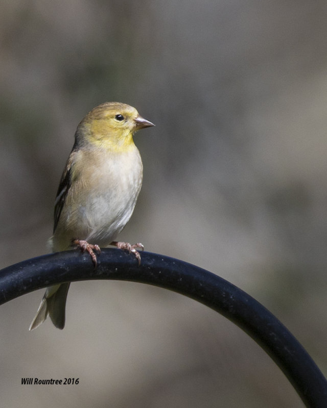 5F1A2827 American Goldfinch.jpg