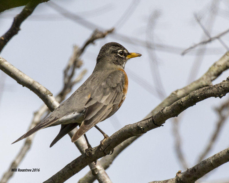 5F1A5451 American Robin.jpg