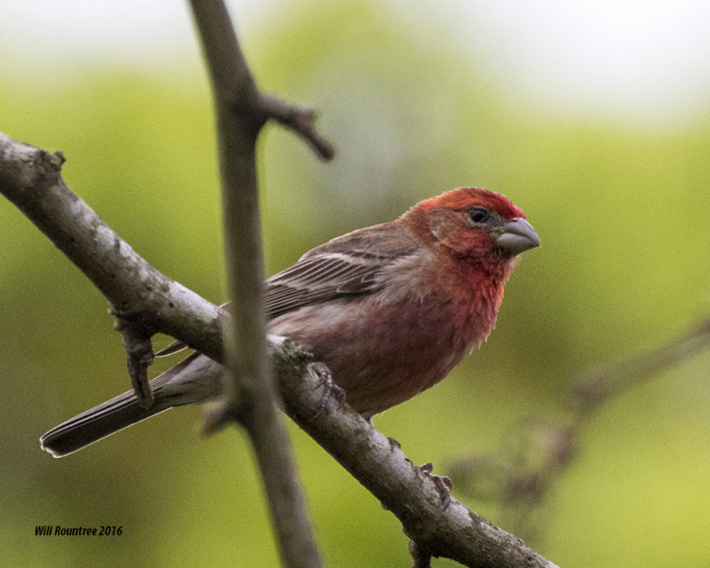 5F1A5805 House Finch.jpg