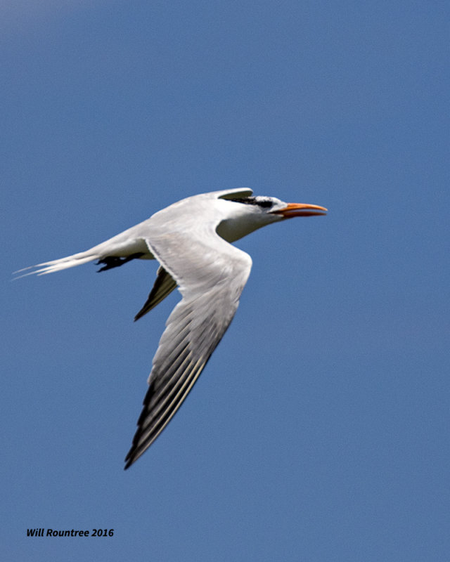 5F1A3652 Royal Tern.jpg