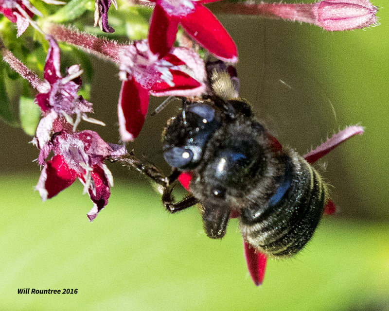 5F1A5597 Xylocopa tabaniformis parkinsoniae.jpg