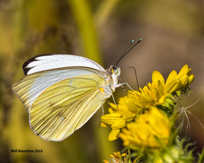 5F1A1597 Great Southern White.jpg