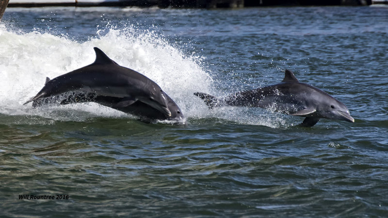 5F1A3226 Dolphins.jpg